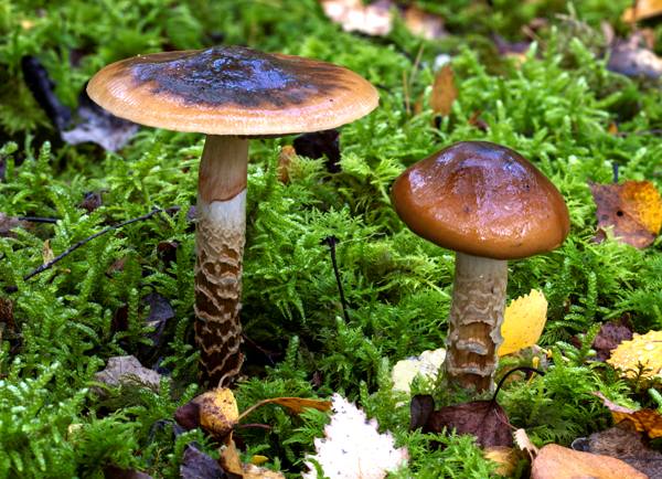 Cortinarius trivialis, Girdled Webcap, 2022