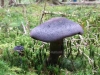 Cortinarius violaceus, Violet Webcap