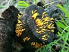 Calocera cornea - Small Stagshorn