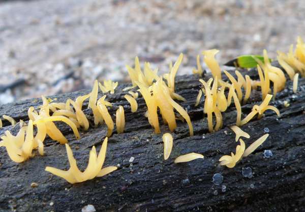 Calocera cornea - Small Stagshorn, Southern Portugal