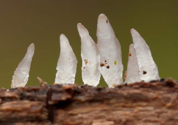 Calocera pallidospathulata - Pale Stagshorn
