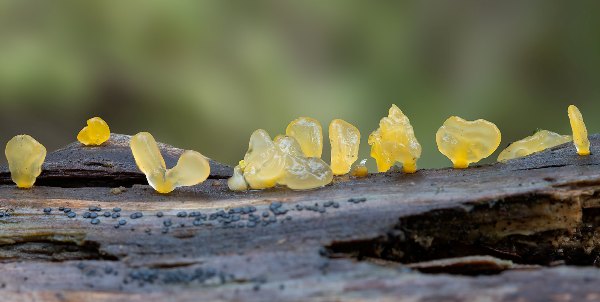 Calocera pallidospathulata, England