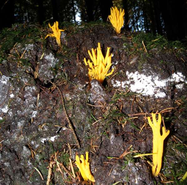 Calocera viscosa on the base of a coniferous tree