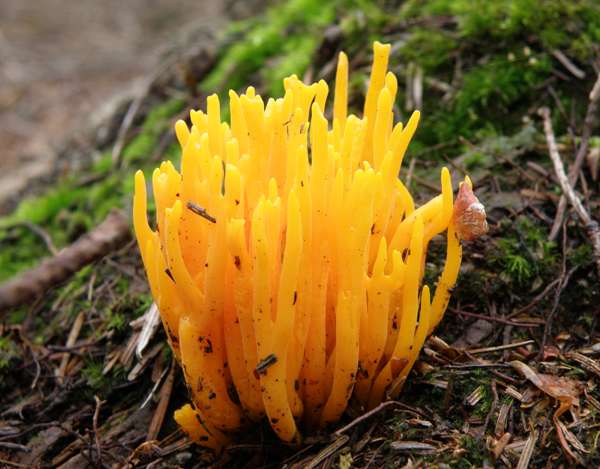 Calocera viscosa, yellow stagshorn
