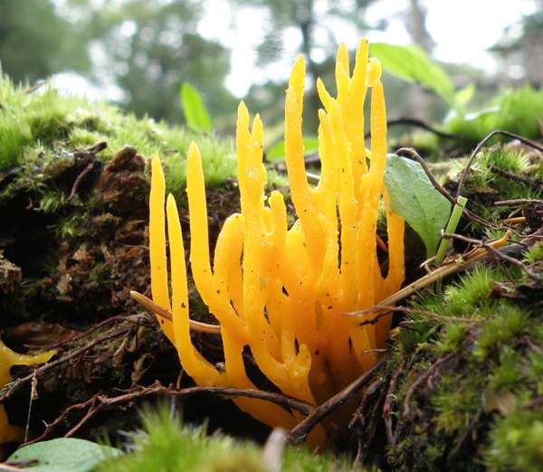 Calocera viscosa on conifer roots