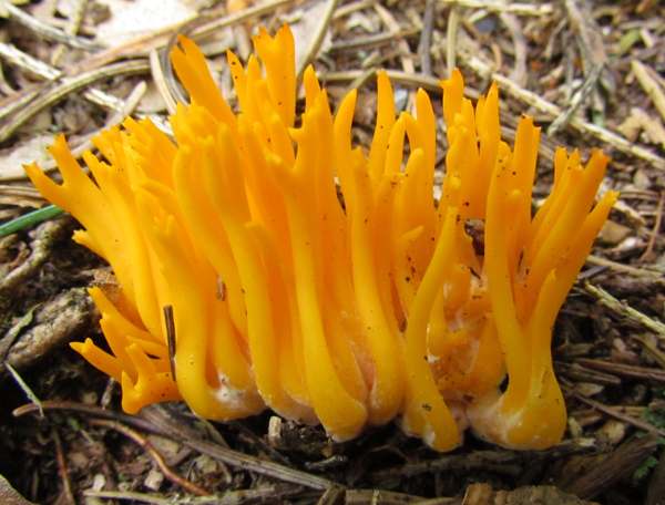 Calocera viscosa, yellow stagshorn, Cumbria