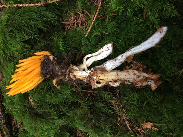 Calocera viscosa showing below surface structure