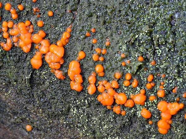 Common Jellyspot fungus on dead hardwood