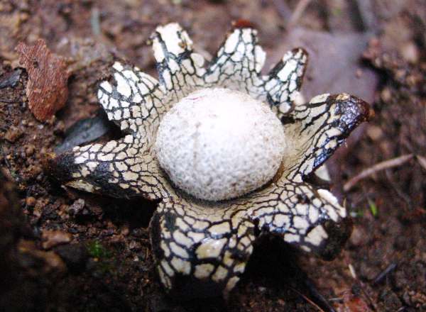 Barometer Earthstar Astraeus hygrometricus, Monchique, Portugal