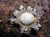 Astraeus hygrometricus, Barometer Earthstar