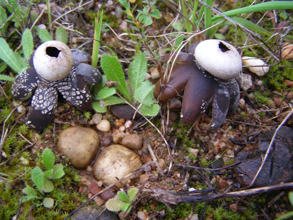 Barometer Earthstars near Carvoiero, Algarve