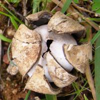 Astraeus hygrometricus with rays closed over spore sac