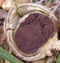 Astraeus hygrometricus - cross section showing gleba