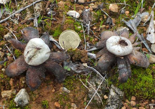 Barometer Earthstars at full maturity