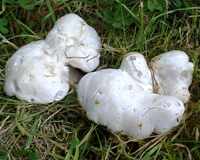 Caps of Clitocybe prunulus