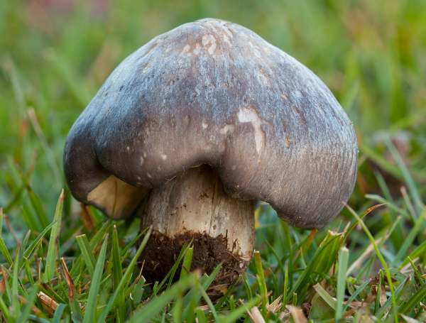 Entoloma bloxamii &ndash; Big Blue Pinkgill 