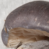 Entoloma bloxamii, cap and gills