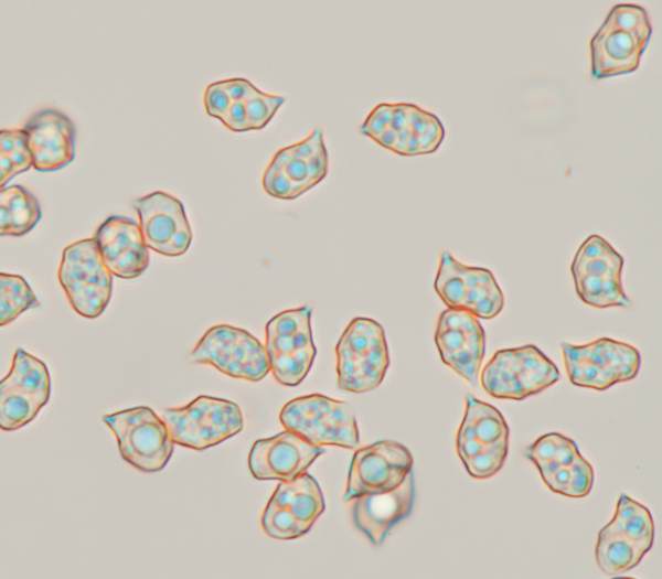 Spores of Entoloma caeruleum