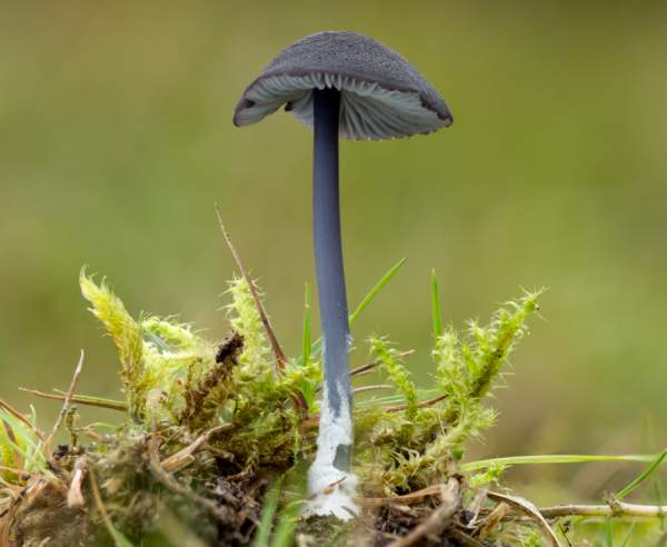 Entoloma caeruleum, Beautiful Blue Pinkgill, UK