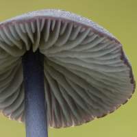 Gills of Entoloma caeruleum