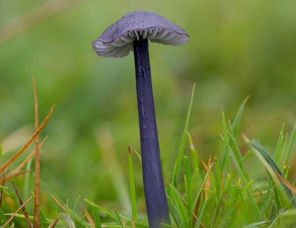 Entoloma caeruleum, Hampshire