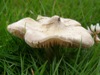 Entoloma clypeatum