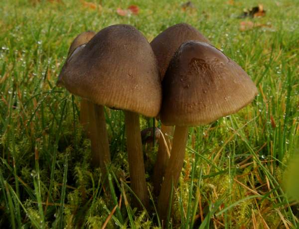 Entoloma conferendum &ndash; Star Pinkgill, Isle of Bute, Scotland