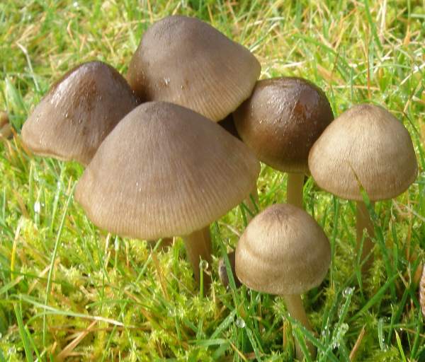 Entoloma conferendum, tightly-packed group