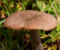 Entoloma grisocyaneum, fully-expanded cap