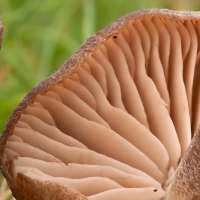 Gills of Entoloma griseocyaneum