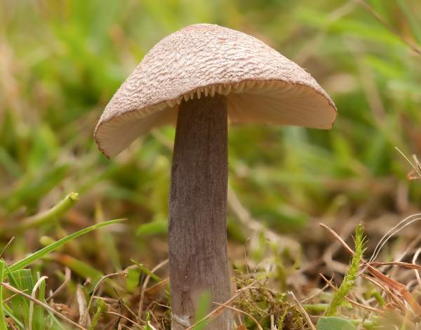 Entoloma griseocyaneum – Felted Pinkgill, Hampshire, UK
