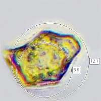 Spores of Entoloma incanum