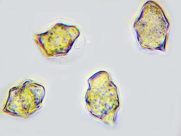 Spores of Entoloma incanum