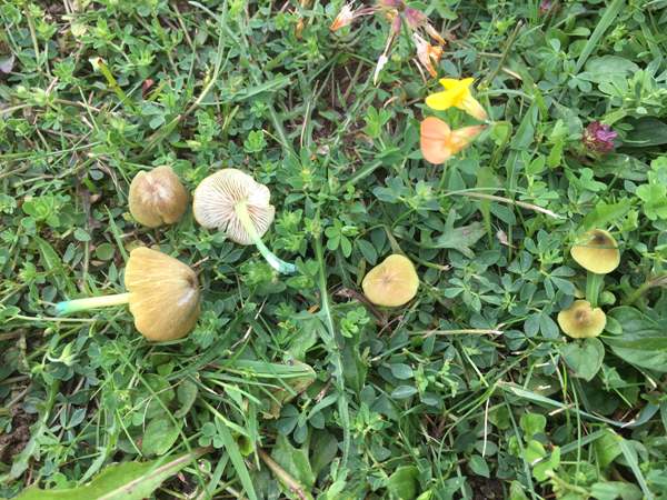 Entoloma incanum, Mousepee Pinkgill