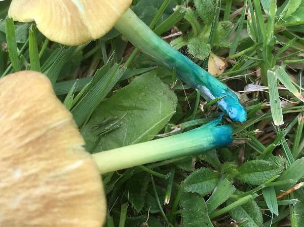 Entoloma incanum, southern England