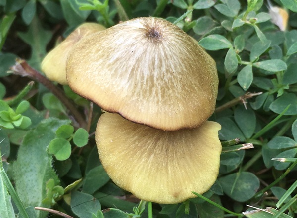 Entoloma incanum, south-west England