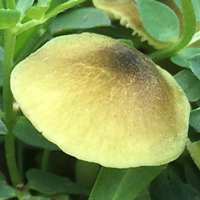 Cap of Entoloma incanum
