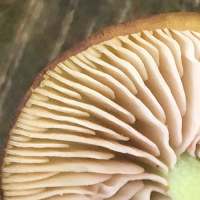 Gills of Entoloma incanum