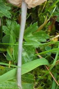 Stem of Entoloma incanum