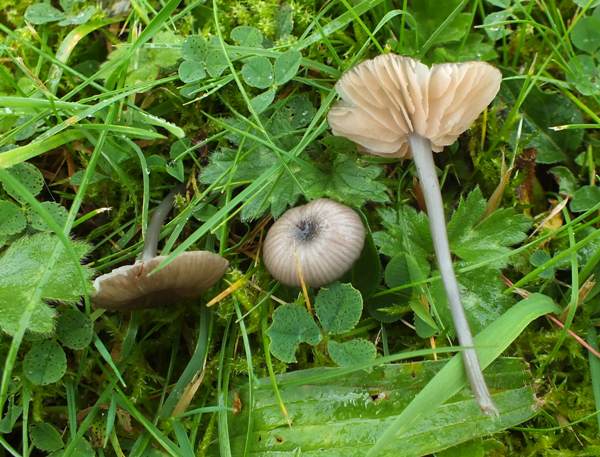 Entoloma incanum, Wales UK