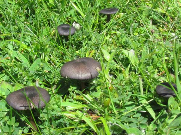 Entoloma lampropus, Azureleg Pinkgill