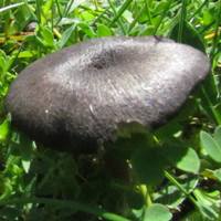 Cap of Entoloma lampropus