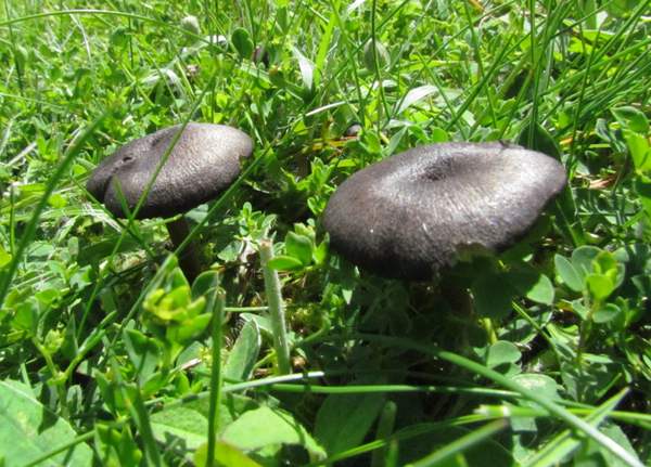 Entoloma lampropus, North Wales UK