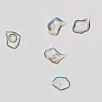 Spores of Entoloma lampropus