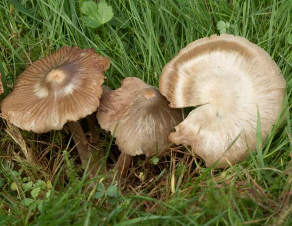 Entoloma lucidum, Shining Pinkgill