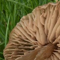 Gills and stem of Entoloma lucidum