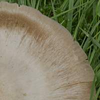 Cap of Entoloma lucidum