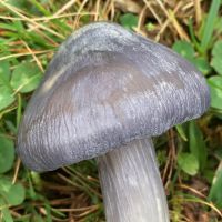 Cap of Entoloma madidum
