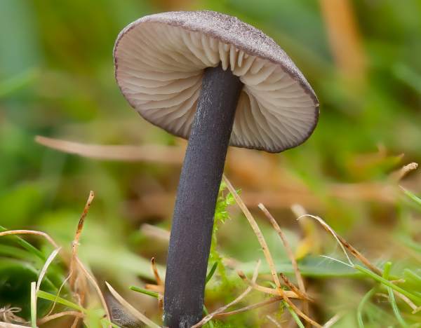 Entoloma mougeotii, Darkmantled Pinkgill