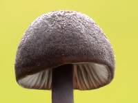 Entoloma mougeotiii, cap and gills